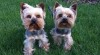 yorkshire terrier, dva kluci 487716_t.jpg