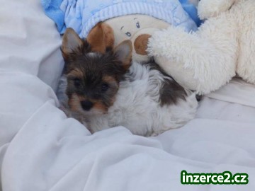 Biewer Yorkshire Terrier štěňátka_2 488268_2.jpg