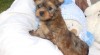 Biewer Yorkshire Terrier štěňátka 488268_t.jpg