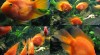 BLOOD PARROT 48835_t.jpg