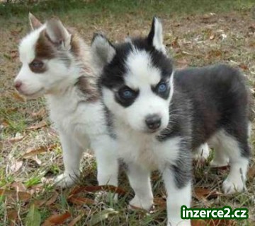Krásných štěňátek sibiřský husky pro přijetí_1 488697_1.jpg