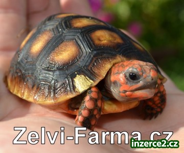 SUCHOZEMSKÉ ŽELVY UHLÍŘSKÉ – vlastní odchov!_1 488719_1.jpg