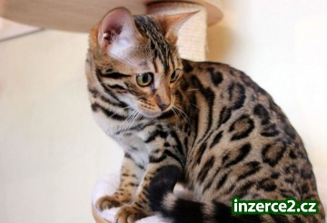 Krásná čistokrevná Bengálsko kotě s mnoha doplňky odejít!_2 489629_2.jpg
