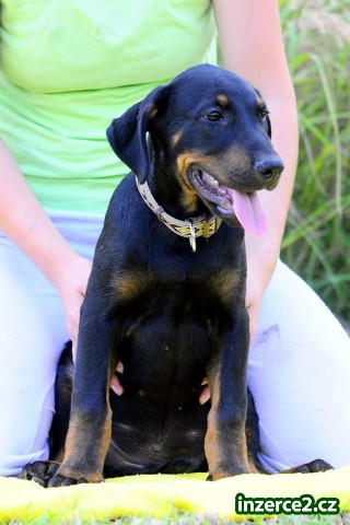 Beauceron s PP_1 490335_1.jpg
