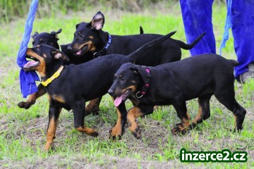 Beauceron s PP_2 490335_2.jpg