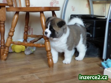 Akita Inu s PP_1 491116_1.jpg