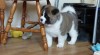 Akita Inu s PP 491116_t.jpg