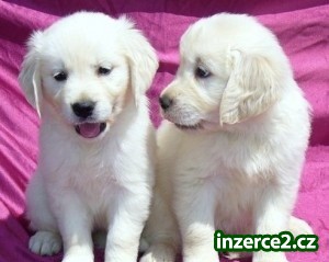 Zlatý retriever na predaj bez PP_1 491123_1.jpg