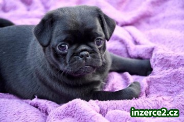 Ohromující Kc Black Muž Mops štěně_1 491387_1.jpg