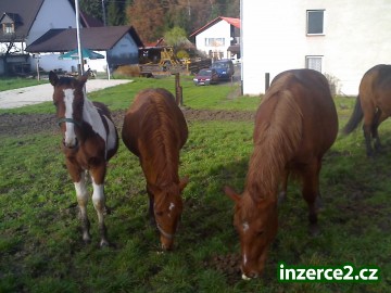 Hřebečci_1 4928_1.jpg