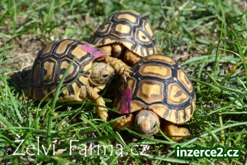 ŽELVY PARDÁLÍ – vlastní odchov!_2 493074_2.jpg