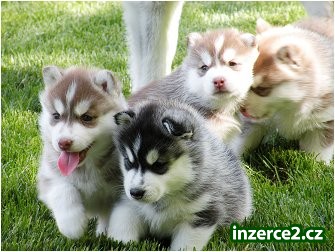 Krásných štěňátek sibiřský husky pro přijetí_1 493192_1.jpg