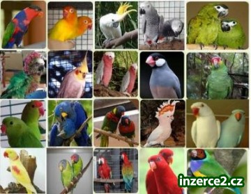 amazonky, ara, kakadu, africké šedé a úrodné vejce_1 493225_1.jpg