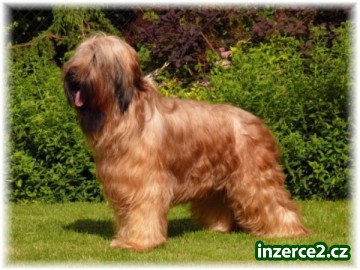 briard_2 49360_2.jpg