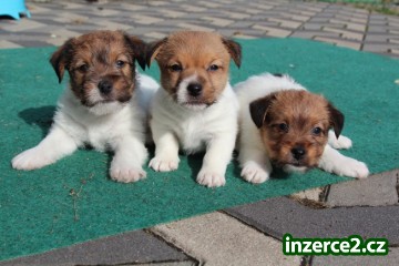 jack russel terier_1 493851_1.jpg