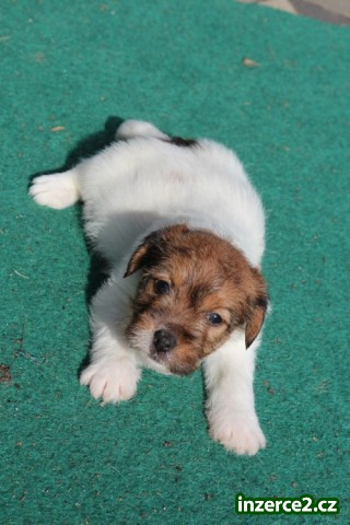 jack russel terier_2 493851_2.jpg