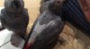 Prodam Africké Grey Papoušci na prodej 493902_t.jpg