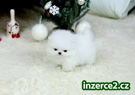 Pomeranian štěňata připraven na Vánoce_1 494388_1.jpg