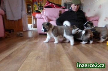 Akita- Inu stenata_1 494389_1.jpg