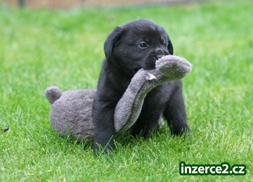 Labrador Retriever_1 494394_1.jpg