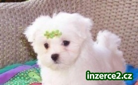 Štěňátka maltezáčků_1 494395_1.jpg