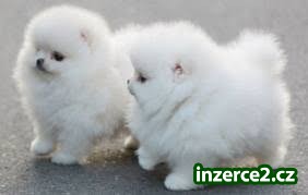 Krásné Pomeranian štěňata na prodej_1 494397_1.jpg