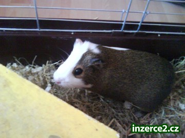Daruji 6měsíční samičku morčete_1 49474_1.jpg