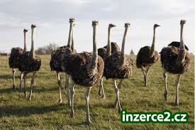 Pštros, Emu vejce nandus vejce a jejich mláďata_1 495495_1.jpg