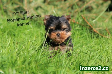 yorkshire terrier s PP_1 495774_1.jpg