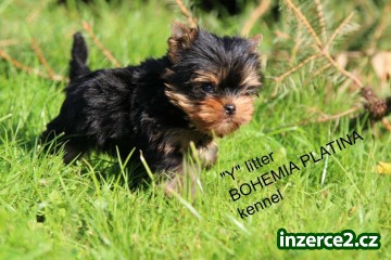 yorkshire terrier s PP_2 495774_2.jpg