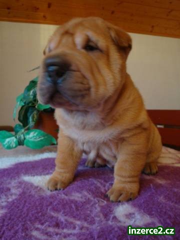 Šarpej, Shar-pei_2 496245_2.jpg