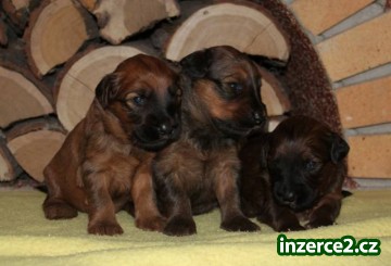 Briard s PP_1 496294_1.jpg
