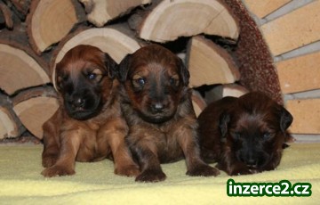 Briard s PP_2 496294_2.jpg