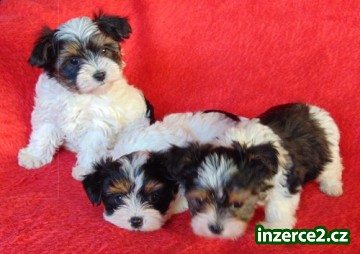 Biewer yorkshire terrier - štěňátka s PP_1 496378_1.jpg