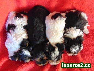 Biewer yorkshire terrier - štěňátka s PP_2 496378_2.jpg