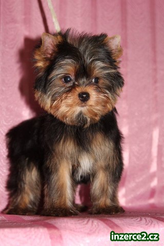 yorkshire terrier s rodokmenem_1 496430_1.jpg