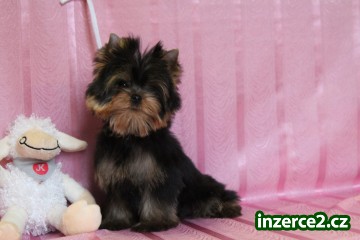 yorkshire terrier s rodokmenem_2 496430_2.jpg