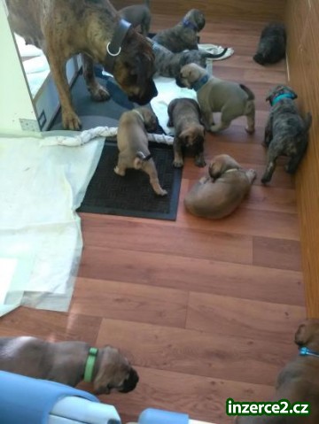 Prodej štěňat vzácného plemene BoerBoel původem z Afriky_1 496838_1.jpg