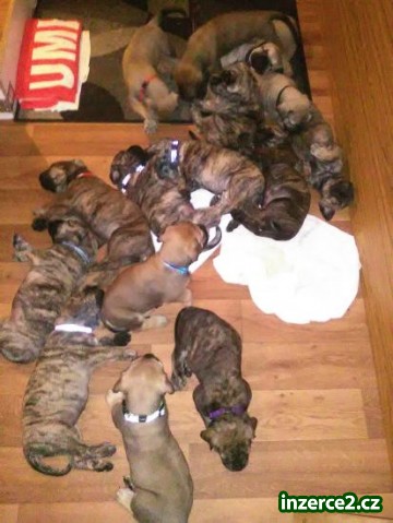 Prodej štěňat vzácného plemene BoerBoel původem z Afriky_2 496838_2.jpg