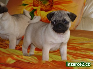 mops štěňata_1 497048_1.jpg