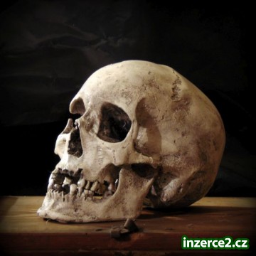 Lidská lebka (human skull replica)_1 497960_1.jpg