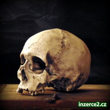 Lidská lebka (human skull replica)_2 497960_2.jpg