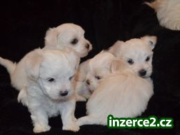 Maltezáček_1 498043_1.jpg