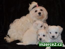 Maltezáček_2 498043_2.jpg