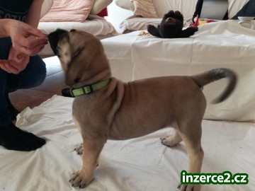 Prodej štěňat vzácného plemene BoerBoel původem z Afriky_1 498784_1.jpg