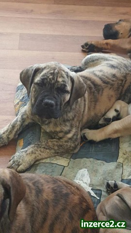 Prodej štěňat vzácného plemene BoerBoel původem z Afriky_2 498784_2.jpg