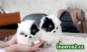 Šálek čaje Pomeranian štěňata_1 500150_1.jpg