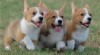 Pembroke Welsh Corgi Štěňata 500156_t.jpg