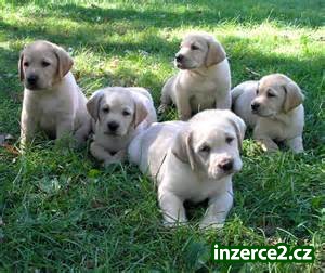 Sladké Labrador Štěňata_1 500161_1.jpg