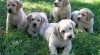Sladké Labrador Štěňata 500161_t.jpg